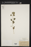 Euphorbia subpeltata image