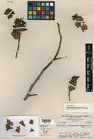 Euphorbia coalcomanensis image