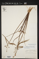 Sagittaria longiloba image