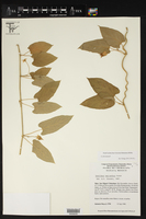 Gonolobus macranthus image