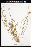 Croton glandulosus var. simpsonii image