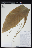 Image of Anthurium caucavallense