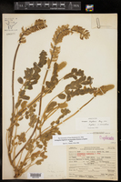 Astragalus mollissimus var. marcidus image