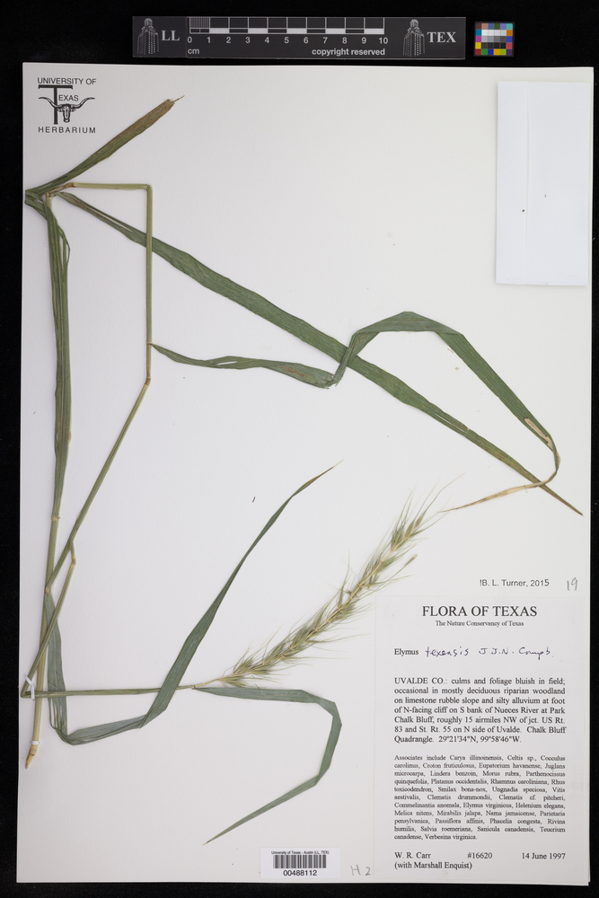 Elymus texensis image