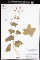 Pelargonium transvaalense image