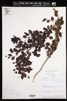 Phyllanthus mocinianus image