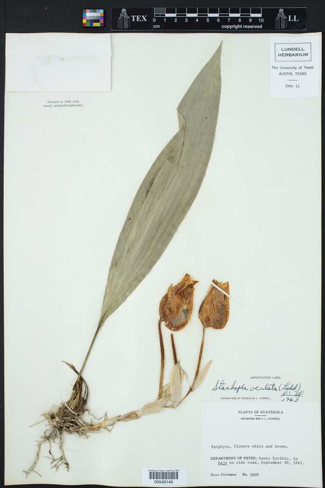 Stanhopea oculata image