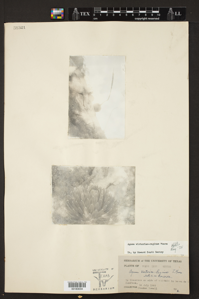 Agave victoriae-reginae image