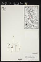 Utricularia bifida image