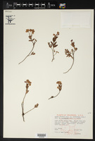 Kalmia polifolia var. microphylla image
