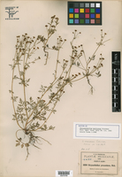 Chrysanthellum mexicanum image