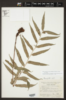 Phanerophlebia nobilis var. nobilis image