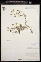 Melampodium cinereum image