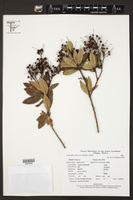 Leucothoe mexicana image