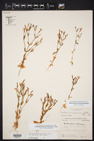 Zeltnera breviflora image