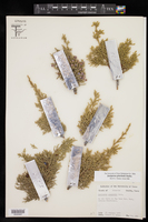 Juniperus pinchotii image