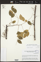 Image of Phyllanthus muellerianus