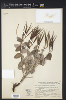 Apocynum androsaemifolium subsp. pumilum image