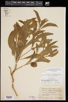 Physalis spathulifolia image