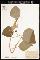 Croton urucurana image