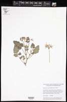 Image of Pelargonium myrrhifolium