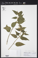 Croton virletianus image