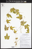 Cyclanthera ribiflora image