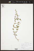 Cuphea lobophora image