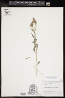 Palafoxia sphacelata image