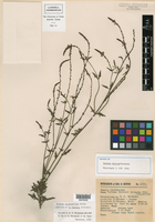 Verbena menthifolia image