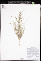 Drymaria coahuilana image