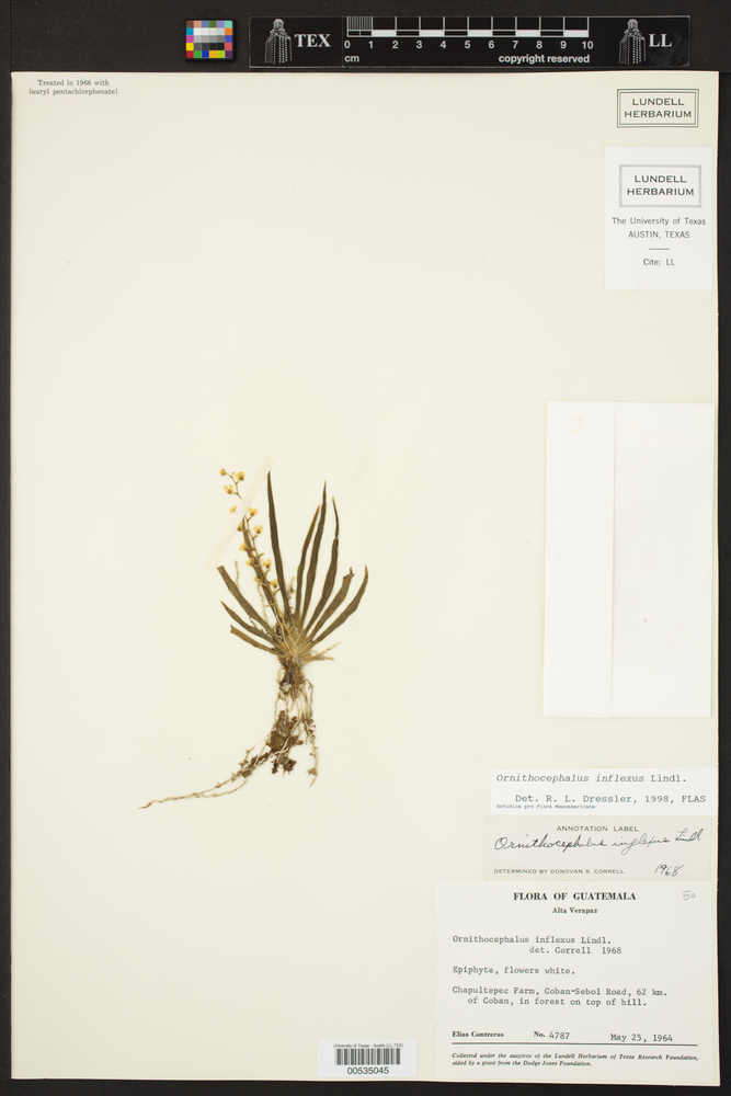 Ornithocephalus inflexus image