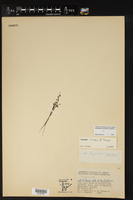 Utricularia livida image