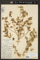 Bastardia viscosa image