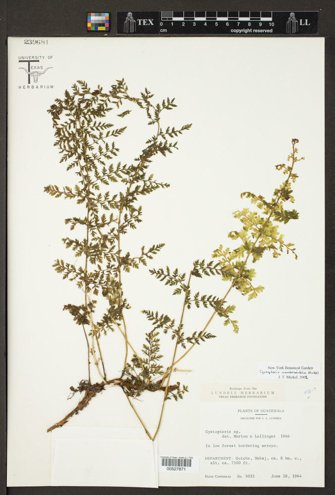 Cystopteris membranifolia image