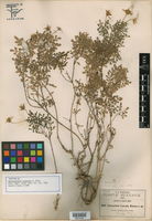 Chrysactinia truncata image