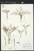 Paronychia lindheimeri image