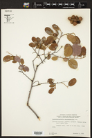 Pseudolachnostylis maprouneifolia image