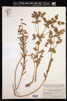 Euphorbia hirsuta image