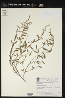 Acalypha purpurascens image
