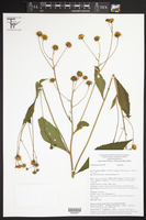 Verbesina persicifolia image