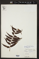 Phanerophlebia umbonata image