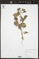 Blumea viscosa image