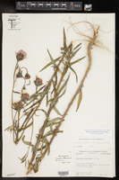 Palafoxia hookeriana image