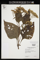 Schistocarpha platyphylla image