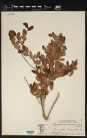 Image of Vaccinium concoloratum
