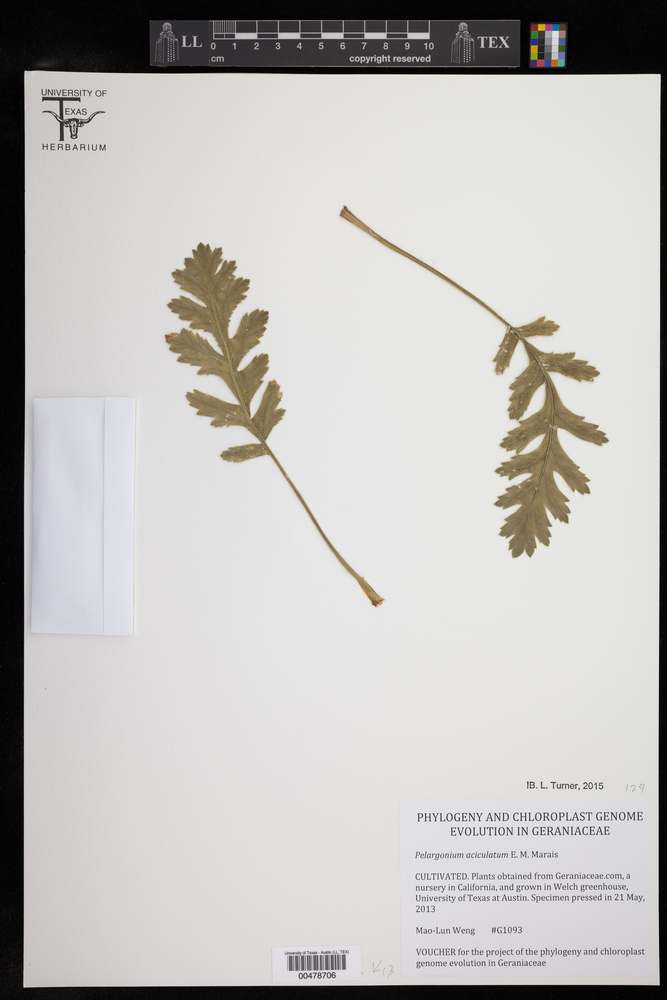 Pelargonium aciculatum image
