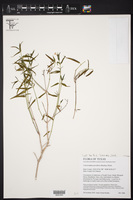Carlowrightia parviflora image