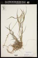 Echinochloa colona image