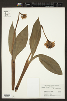 Govenia liliacea image